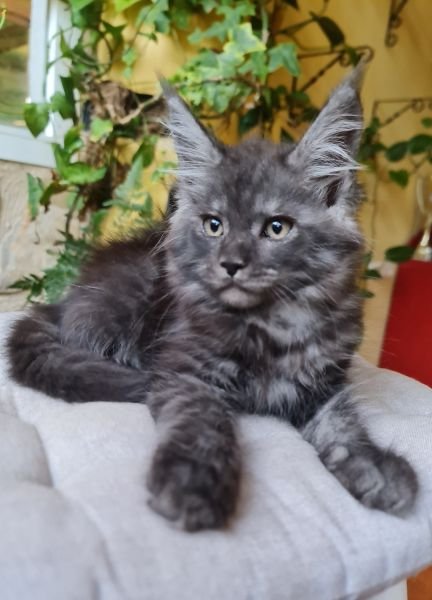 Maine Coon