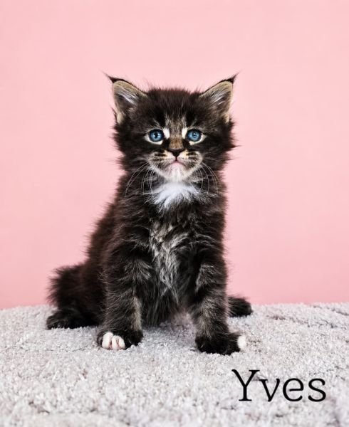 Yves