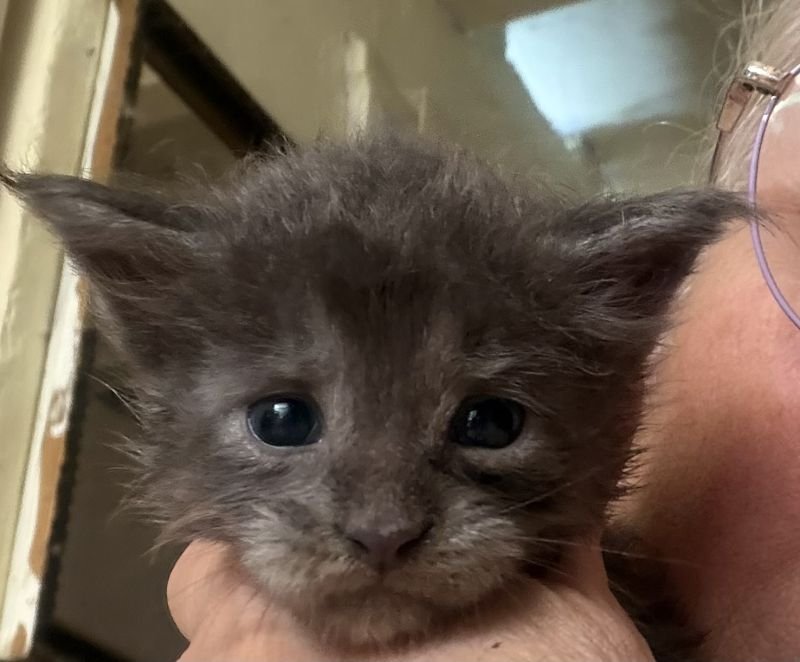 Biscuit