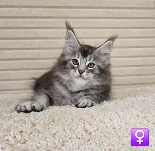 Ziva